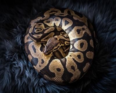 Python 基础语法