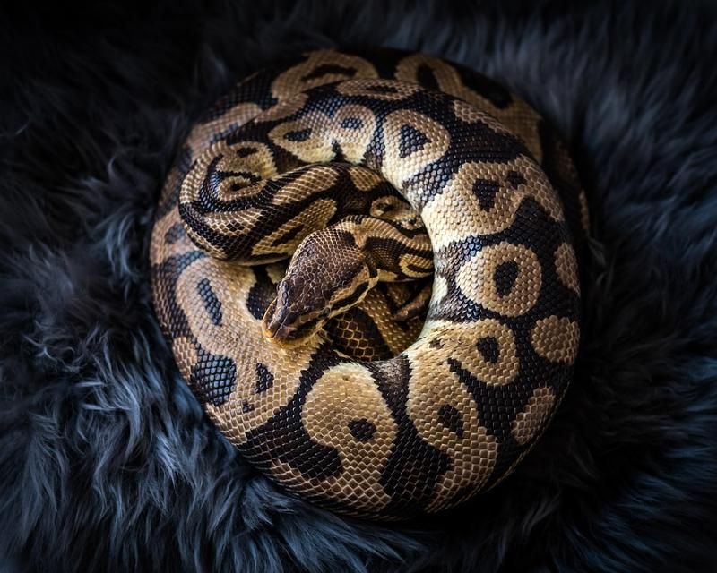 Python 基础语法